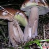 boletus edulis - 3